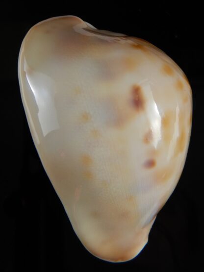 Zoila venusta roseopunctata ... Ginger/GOLDEN ... 70,30 mm Gem (-)-52098