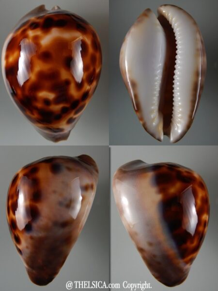 Zoila venusta roseopunctata 75,30 mm Gem -0
