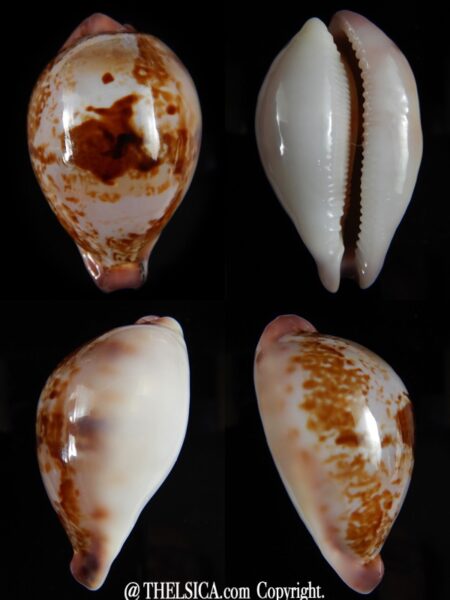 Austrasiatica hirasei hirasei 52,17 mm Gem-0