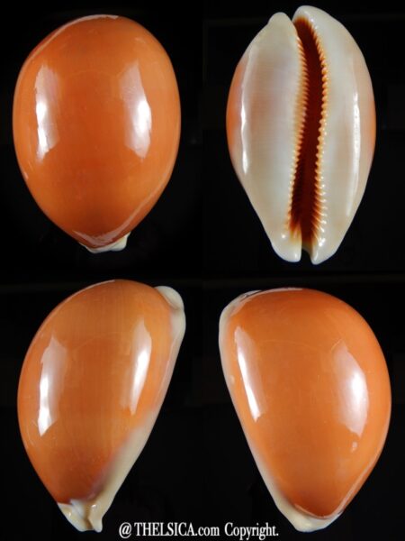 Callistocypraea aurantium..VERY Big size... 105,9 mm Gem-0