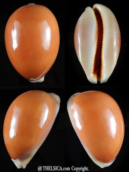 Callistocypraea aurantium..VERY Big size... 106,6 mm Gem-0