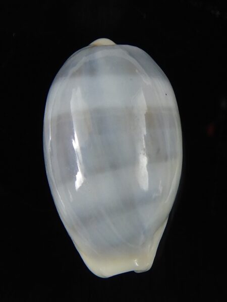 Erronea errones coxi azurea 25,60 mm Gem-52526