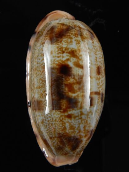 Talostolida teres teres... Big size ... 41,2 mm Gem-52742