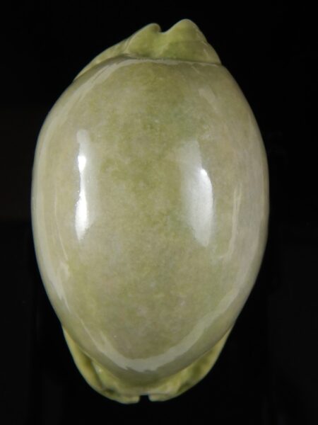 Mauritia arabica asiatica ...Green... 64,48 mm Gem-52666