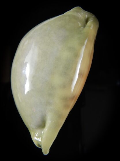 Mauritia arabica asiatica ...Green... 64,48 mm Gem-52669