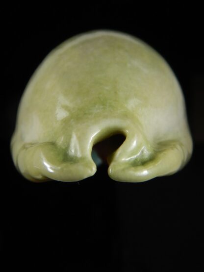 Mauritia arabica asiatica ...Green... 64,48 mm Gem-52670