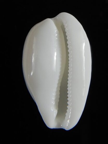 Notocypra conptoni mayi f. casta .24,54 mm Gem-52833