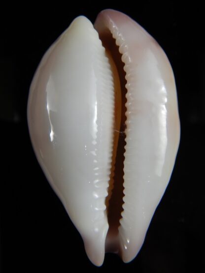 Austrasiatica hirasei hirasei 52,17 mm Gem-52893