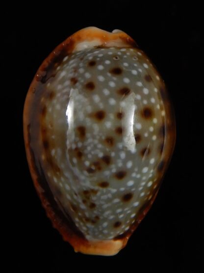 Naria helvola bellatrix ... BIG SIZE ... 26,04 mm Gem-52996