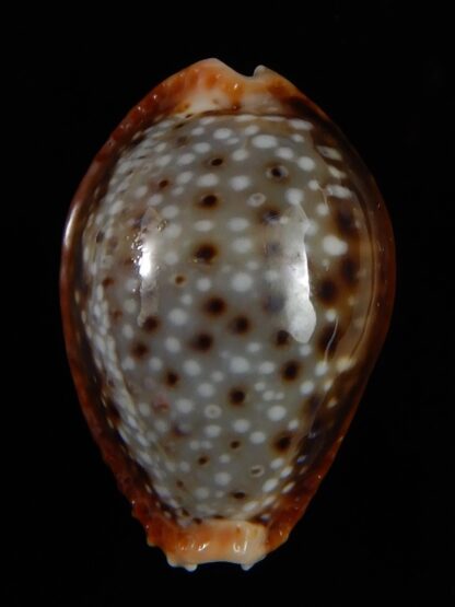 Naria helvola bellatrix ... BIG SIZE ... 25,96 mm Gem-52957