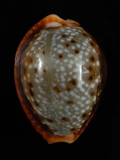 Naria helvola bellatrix ... BIG SIZE ... 26,03 mm Gem-52982