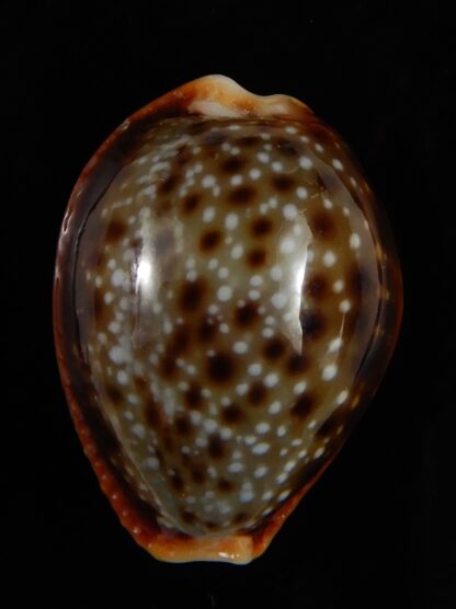 Naria helvola bellatrix ... BIG SIZE ... 26,40 mm Gem-53027