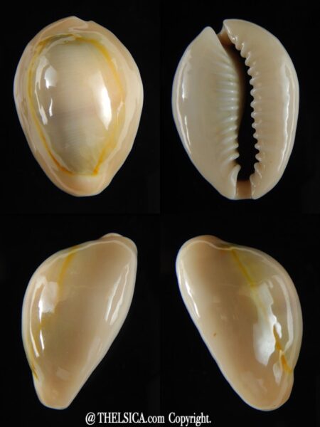 Monetaria annulus " SP" 28,89 mm Gem-0