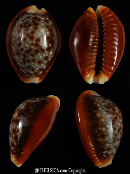 Naria helvola bellatrix ... BIG SIZE ... 26,10 mm Gem-0