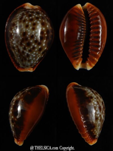 Naria helvola bellatrix ... BIG SIZE ... 26,40 mm Gem-0