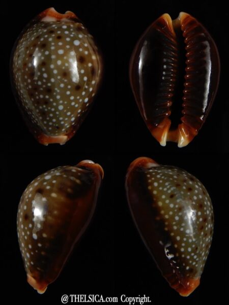 Naria helvola bellatrix ... BIG SIZE ... 26 mm Gem-0
