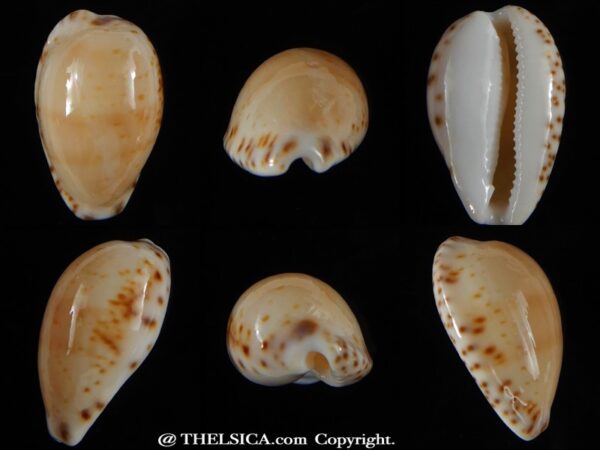 Notocypra conptoni mayi 23,06 mm Gem.-0