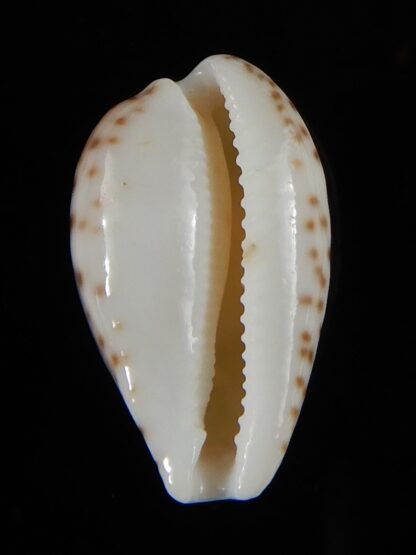 Notocypra conptoni mayi 23,94 mm Gem -52806