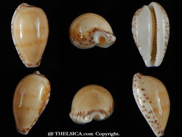 Notocypra conptoni mayi 23,94 mm Gem -0