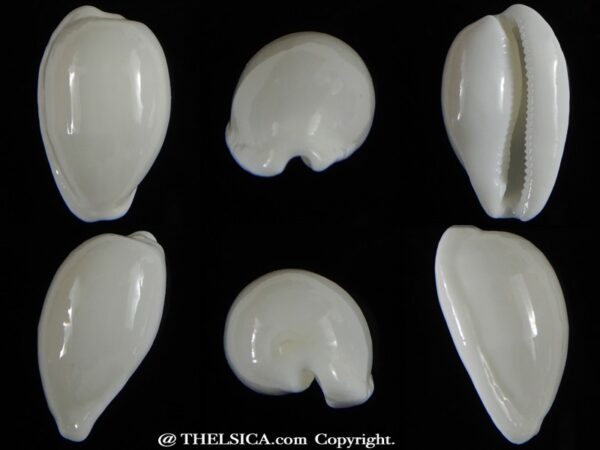 Notocypra conptoni mayi f. casta .24,54 mm Gem-0