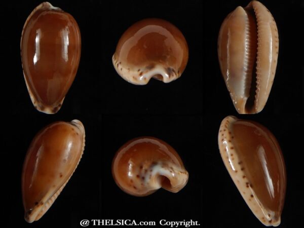 Notocypra conptoni trenberthae 26,15 mm Gem-0