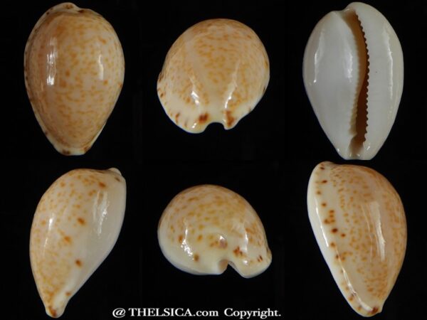Notocypra declivis declivis 25,24 mm Gem-0