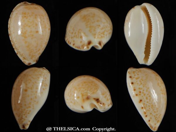 Notocypra declivis declivis 25,65 mm Gem-0