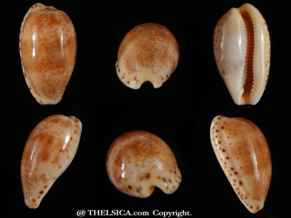 Notocypra piperita piperita 22,05 mm Gem -0