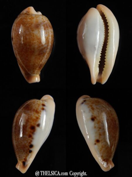 Paradusta hungerfordi bealsi 28,08 mm Gem-0