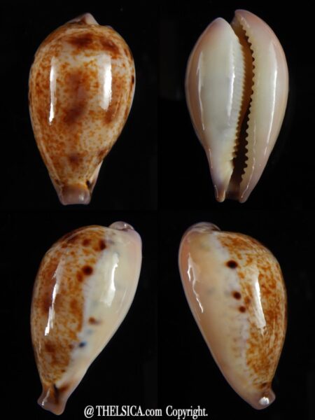 Paradusta hungerfordi bealsi 34,23 mm Gem-0