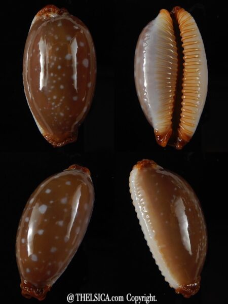 Staphylaea limacina staphylaeformis ...GIANT... 36,05 mm Gem-0