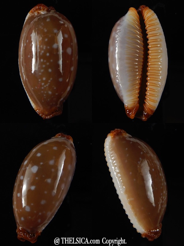 Staphylaea limacina staphylaeformis ...GIANT... 36,05 mm Gem-0