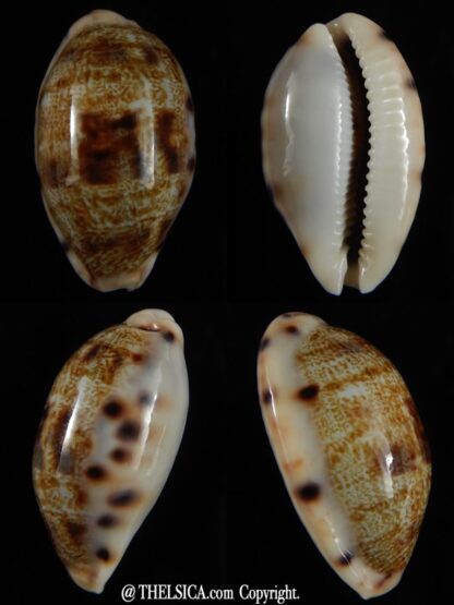 Talostolida pellucens polynesiana ... Big size ... 30,40 mm Gem -0