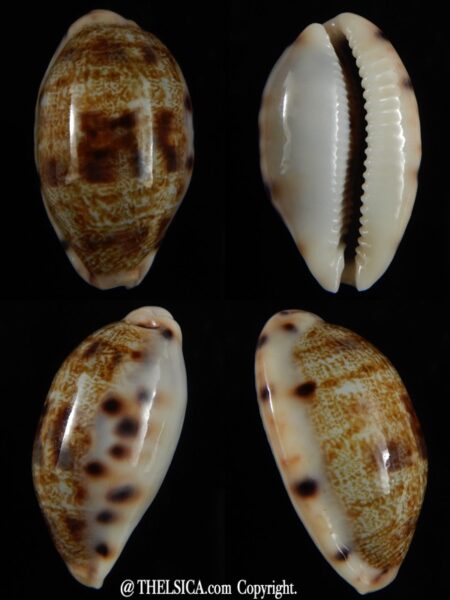 Talostolida pellucens polynesiana ... Big size ... 30,40 mm Gem -0