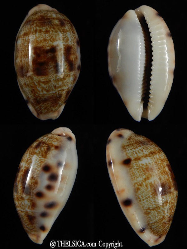 Talostolida pellucens polynesiana ... Big size ... 30,40 mm Gem -0