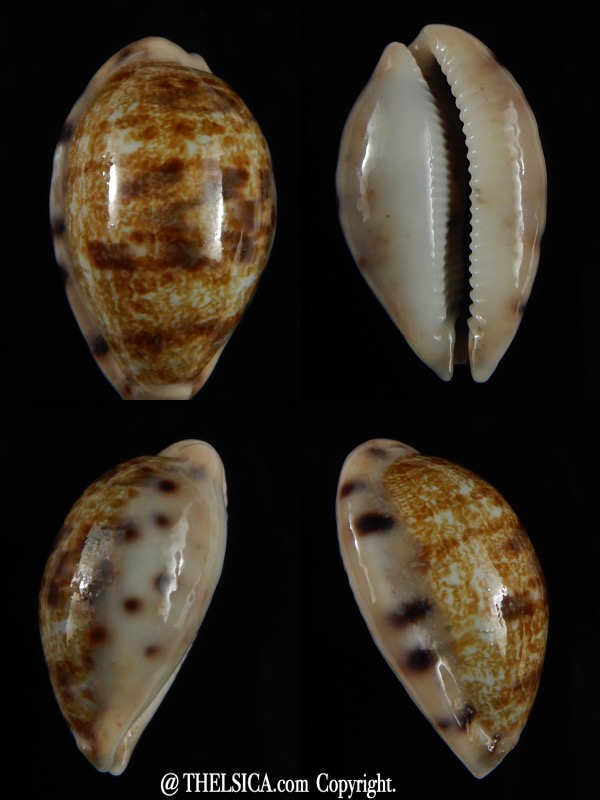 Talostolida pellucens polynesiana ... Big size ... 31,15 mm Gem-0