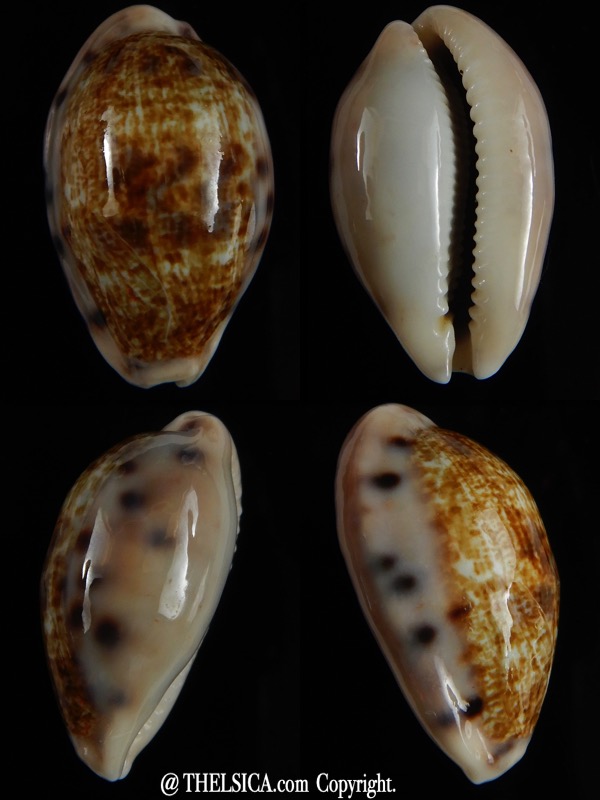 Talostolida pellucens polynesiana ... Big size ... 31,40 mm Gem-0