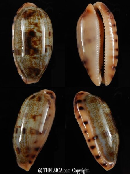 Talostolida teres teres... Big size ... 41,2 mm Gem-0