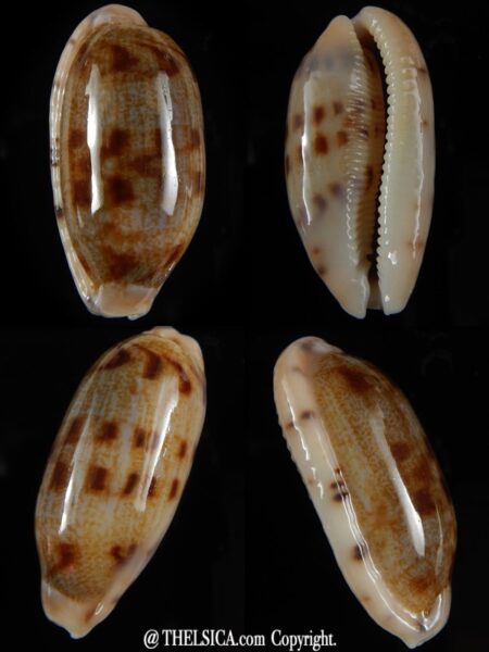 Talostolida teres teres... GIANT ... 43,9 mm Gem-0