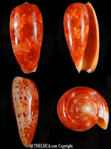 Textilia bullatus bullatus .. Big size ... 74,53 mm Gem-0