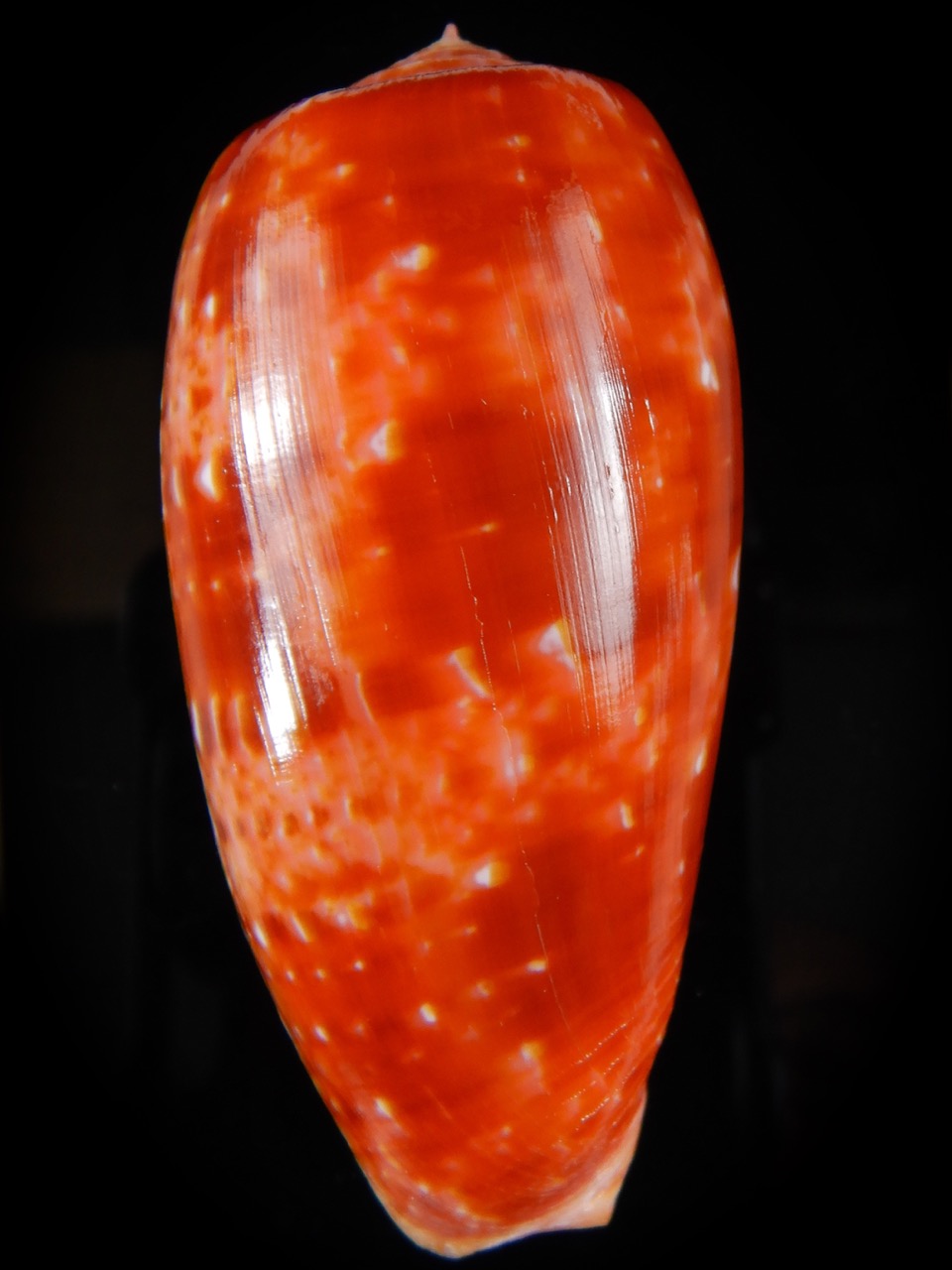 Textilia bullatus bullatus .. Big size ... 74,53 mm Gem-52936