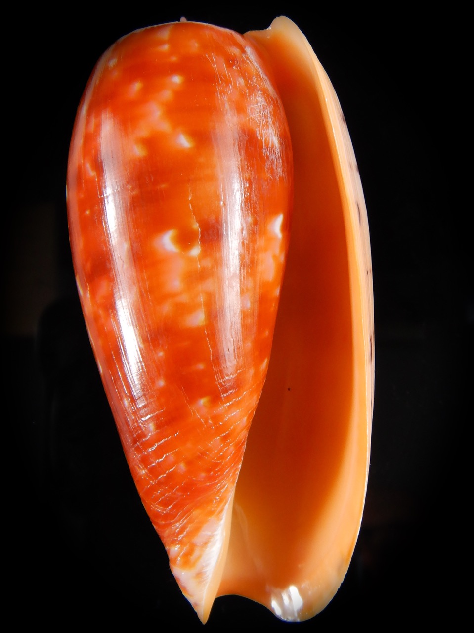 Textilia bullatus bullatus .. Big size ... 74,53 mm Gem-52934