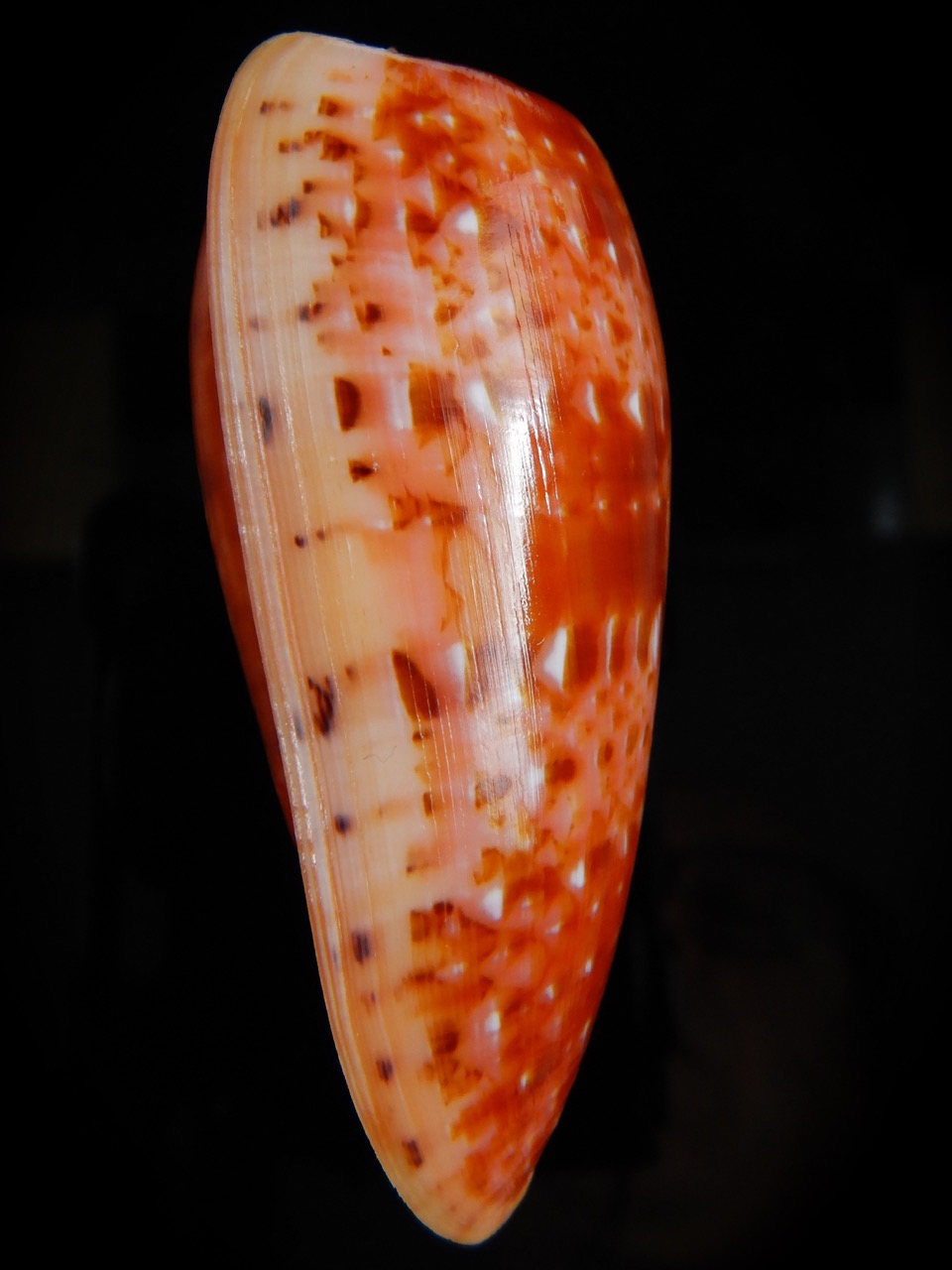 Textilia bullatus bullatus .. Big size ... 74,53 mm Gem-52933
