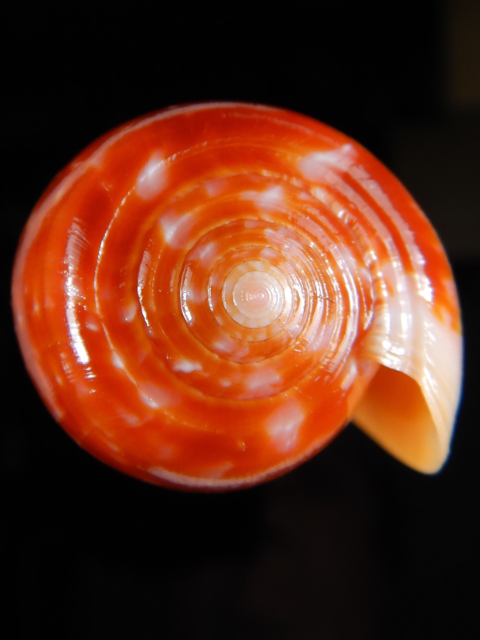 Textilia bullatus bullatus .. Big size ... 74,53 mm Gem-52935