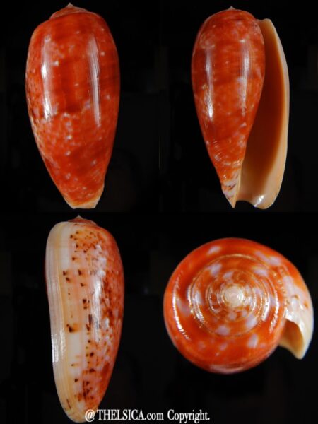 Textilia bullatus bullatus .. Very Big size ... 77,56 mm Gem-0