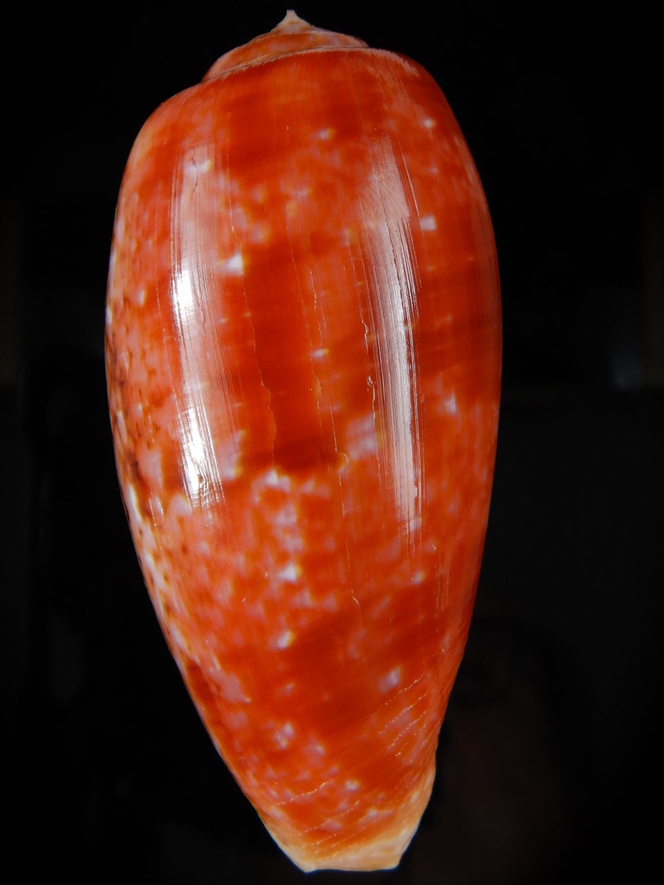 Textilia bullatus bullatus .. Very Big size ... 77,56 mm Gem-52943