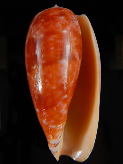 Textilia bullatus bullatus .. Very Big size ... 77,56 mm Gem-52944