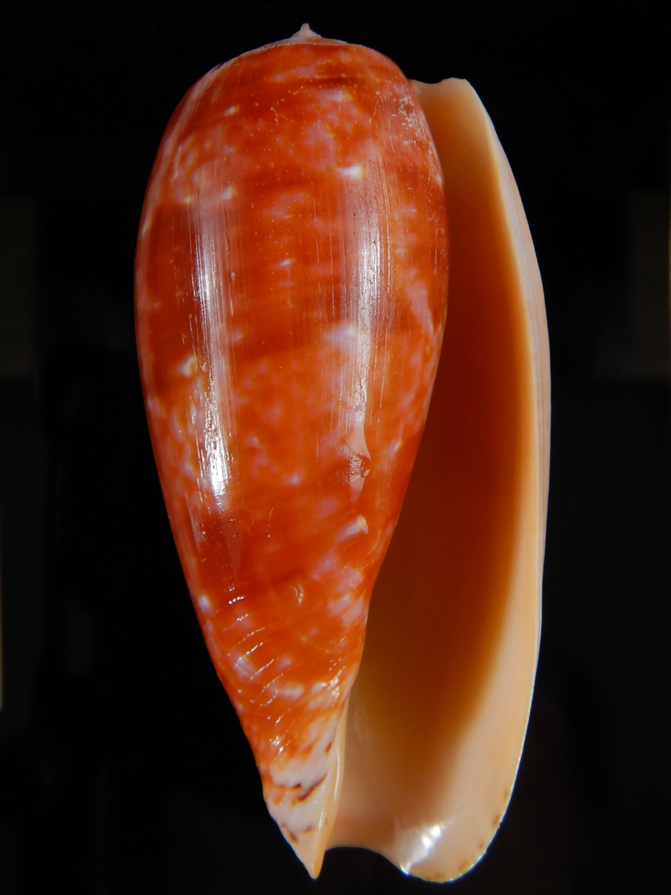 Textilia bullatus bullatus .. Very Big size ... 77,56 mm Gem-52944