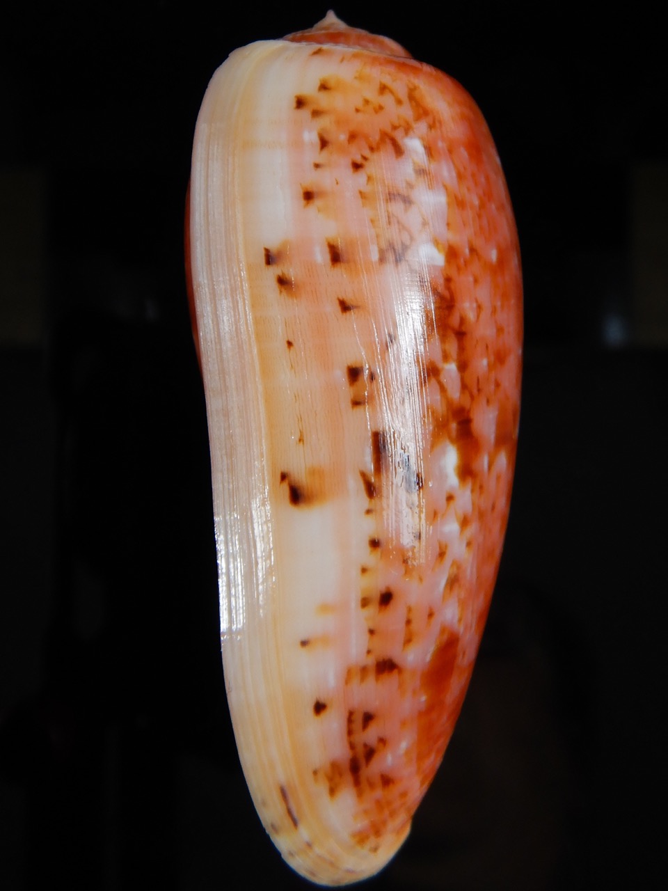 Textilia bullatus bullatus .. Very Big size ... 77,56 mm Gem-52945