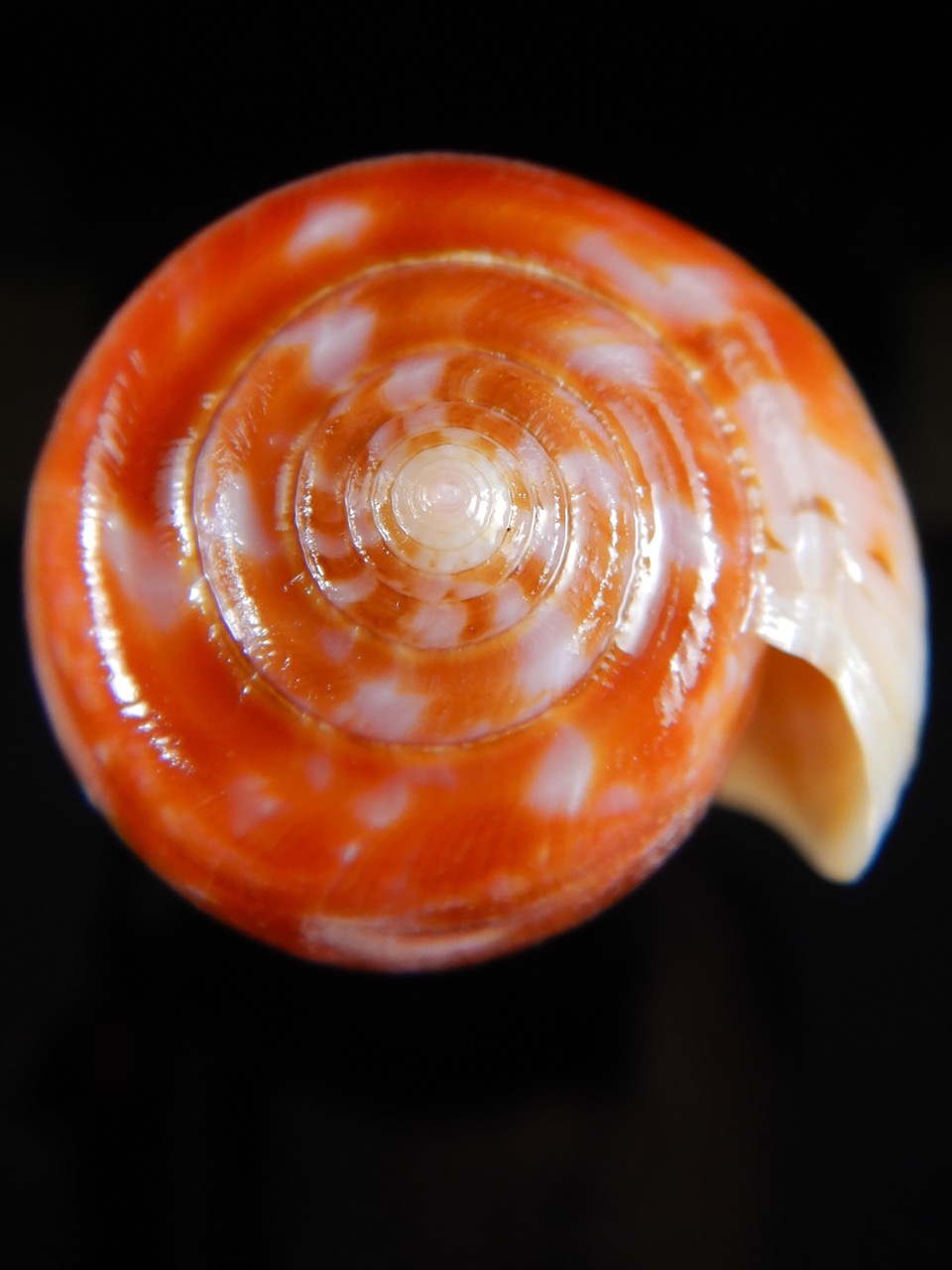 Textilia bullatus bullatus .. Very Big size ... 77,56 mm Gem-52946